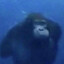 Monke