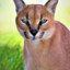 BobaTheCaracal