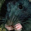 Black Rat