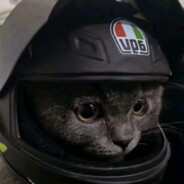 薛之谦只会唱情歌