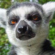 Maikuolan avatar