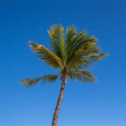 palm tree