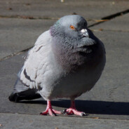 Tubby pigeon