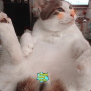 超级无敌皮皮猫