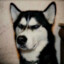 Husky_95
