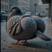 97Pigeon