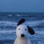 Hachi