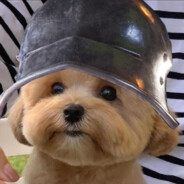 修勾萝卜 doggy-carrot