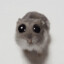 critter