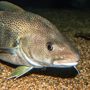 Треска Володя