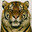 Stoned Tiger