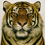 Stoned Tiger