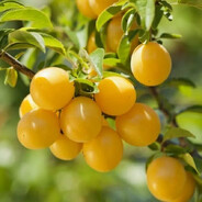 какахи мнуруками - steam id 76561199663547891