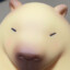 カピバラ
