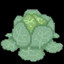 Cabbage
