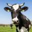 LazyCow1225