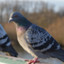 pigeon