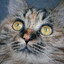 NeKomugi
