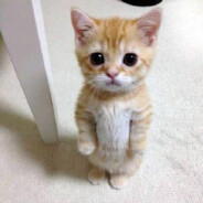 BUDUSSY GATO