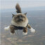cat with a parachute