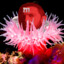 M&amp;M Eminem in an Anemone