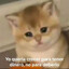 PoritaGaGv