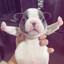 pibble