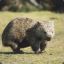 Wombat