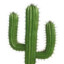 The Legendary Cactus