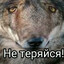 Шелбиуолк