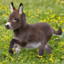 puppydonkey