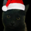sharik enjoyer