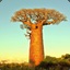 Liéténant Baobab