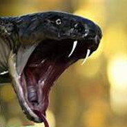 COBRA