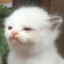 cuffex