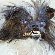 fucking dog
