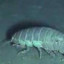 isopod of approval