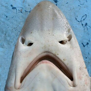 Sharptooth Smoothhound