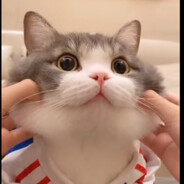 快來喵喵喵喵喵喵電感應