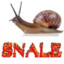 Snale