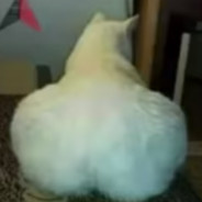 t h i c c  cat