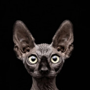 Sphynx