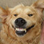 Horny Dog
