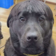 Krecior_biznesmenCASE.GIFT