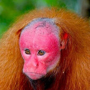 Ham Stroker&#039;s Ejacula