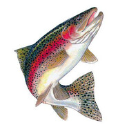 Trout