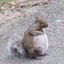 Pregnant squirrel