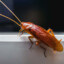 [AIV] Lakatosi hybrid croach