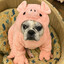 MooBie