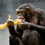 the bananas are simply marvelous